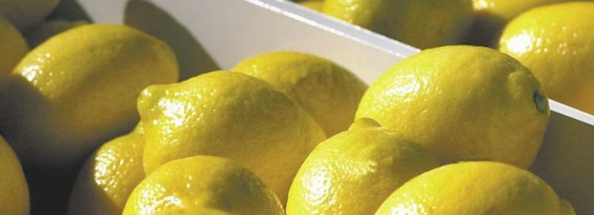 Estados Unidos habilitó oficialmente el ingreso de limones argentinos