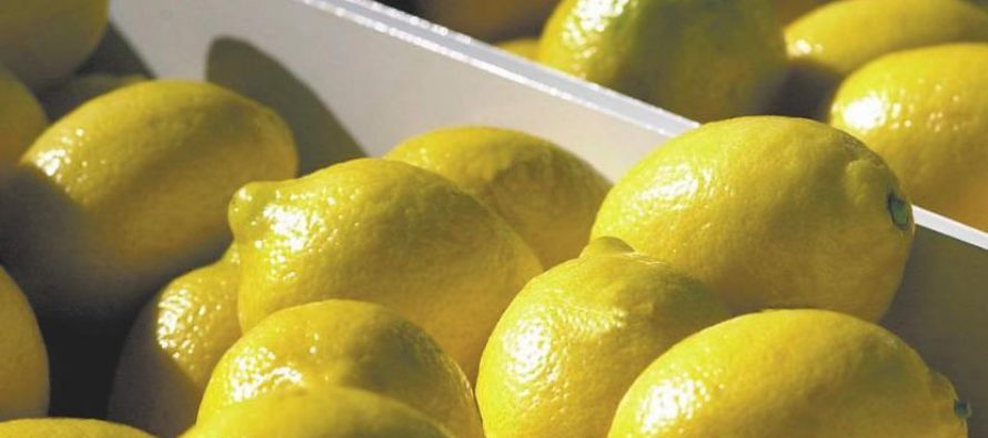 Estados Unidos habilitó oficialmente el ingreso de limones argentinos
