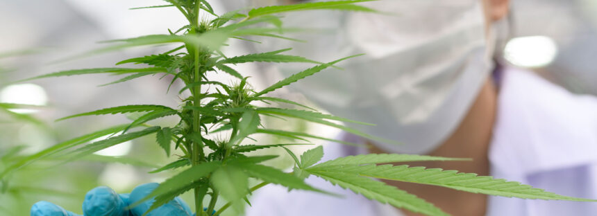 Gerardo Morales abre puertas en España para el cannabis medicinal de Jujuy