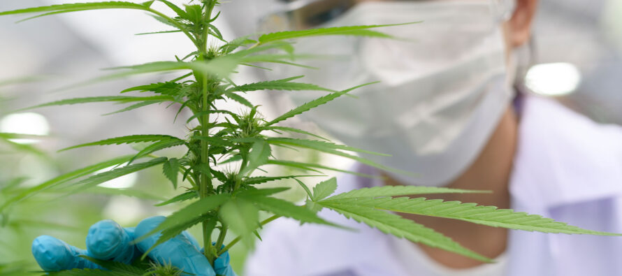 Gerardo Morales abre puertas en España para el cannabis medicinal de Jujuy