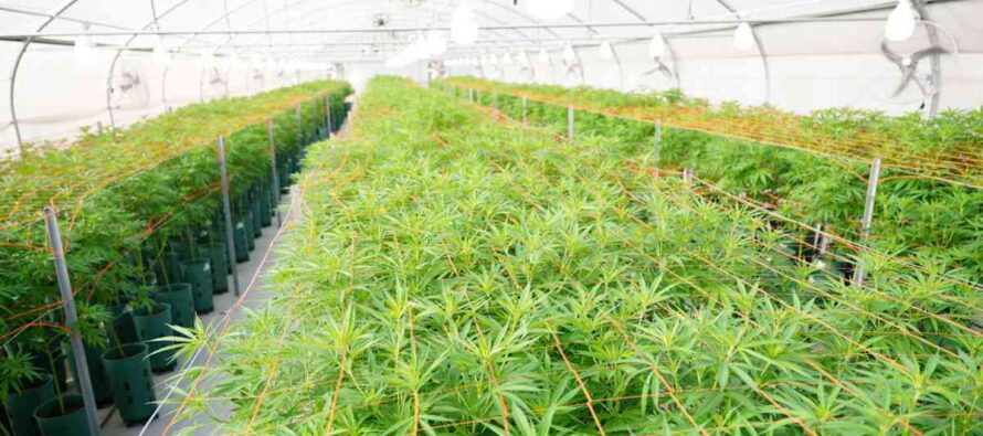 El Gobierno autorizó la primera planta industrial de cannabis en Argentina