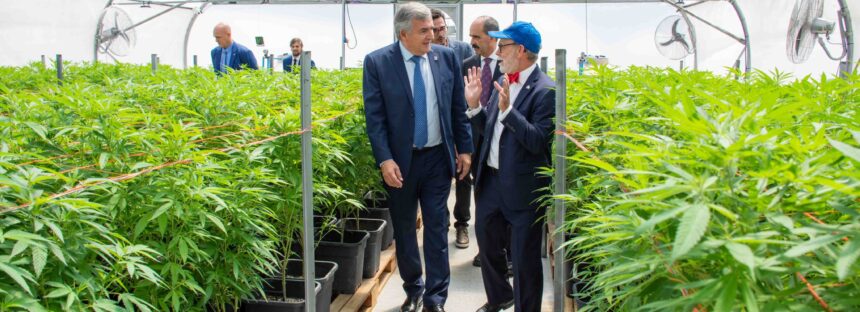 Abren un concurso para sumar proyectos que fomenten el uso industrial del cannabis