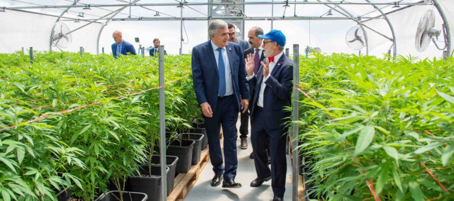 Abren un concurso para sumar proyectos que fomenten el uso industrial del cannabis