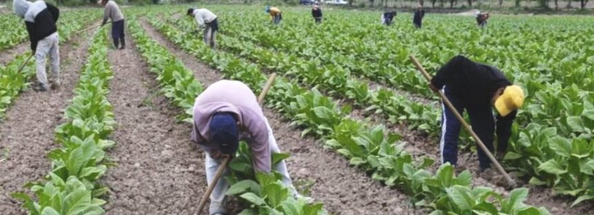 Trabajadores rurales lograron un bono de fin de año de $50 mil