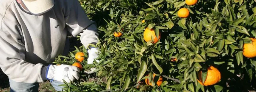 UATRE arregló un bono de 32 mil pesos para los trabajadores del citrus