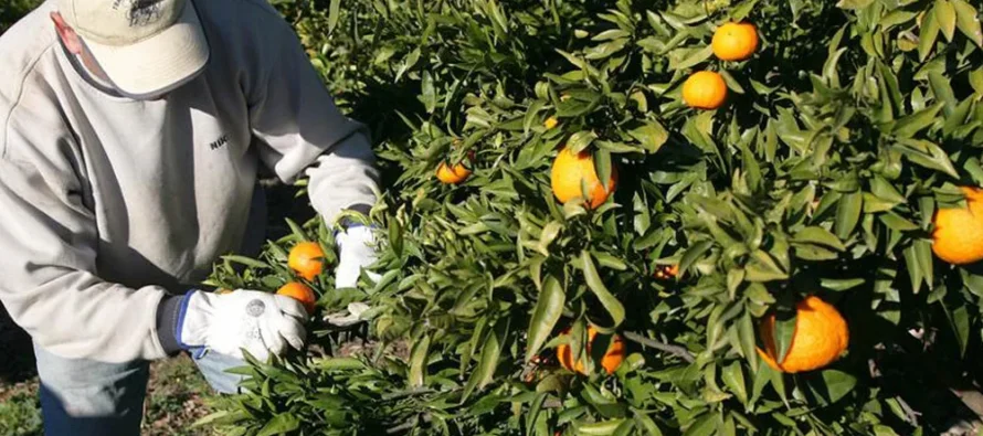 UATRE arregló un bono de 32 mil pesos para los trabajadores del citrus
