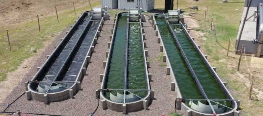 Argentina puso en funcionamiento la primera planta de tratamiento de aguas con microalgas