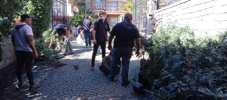 Amenazaron al intendente de San Isidro tras el secuestro de 1.000 plantas de marihuana