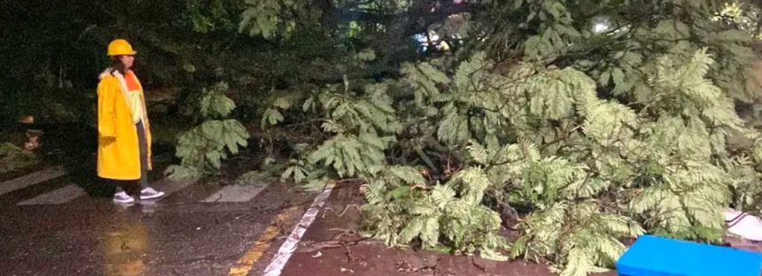 Tucumán: un fuerte temporal derribó árboles y provocó cortes de luz