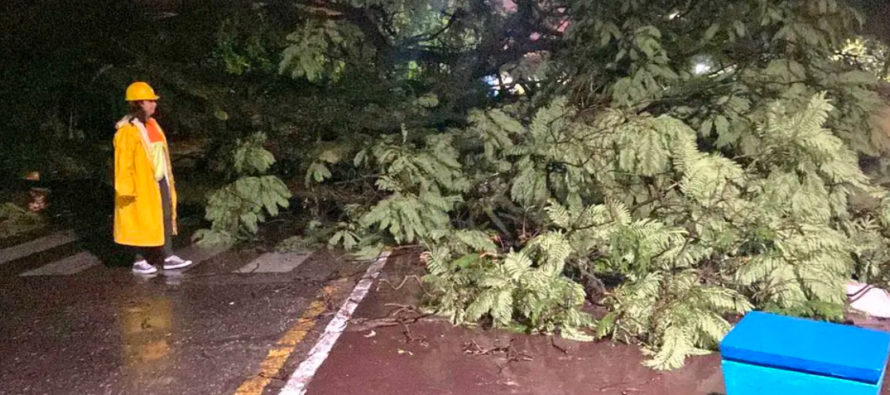 Tucumán: un fuerte temporal derribó árboles y provocó cortes de luz
