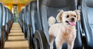 Viajar con mascotas: incorporan un nuevo servicio para la temporada de verano